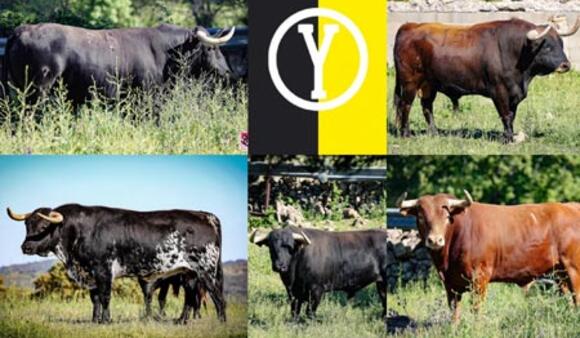 FERIA DE PENTECÔTE : LES TOROS DE VICTORIANO DEL RÍO DE LA TROISIÈME CORRIDA