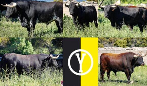 DEMANDEZ LE PROGRAMME : SORTEO DE LA CORRIDA DE VICTORIANO DEL RÍO