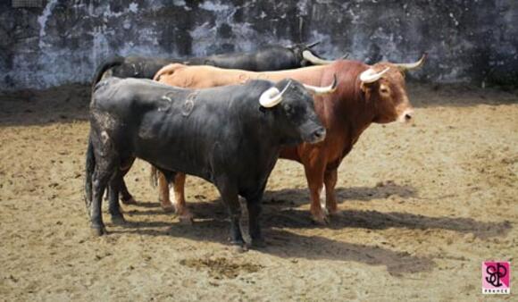 FERIA DE PENTECÔTE 2024 : LES TOROS SONT ARRIVÉS AUX CORRALS