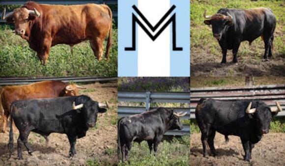 FERIA DE PENTECÔTE : LES TOROS DE VIRGEN MARÍA DE LA QUATRIÈME ET DERNIÈRE CORRIDA